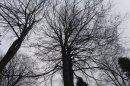 Forêt de la Londe-Rouvray